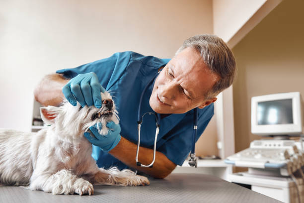 Best Emergency Tooth Extraction in Tolono, IL